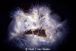 The Gate keepers. Sandy anemones occur also in gullies an... by Peet J Van Eeden 